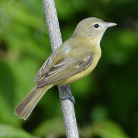 Bell's Vireo